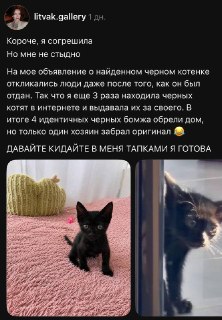 Мошенничество с котятами: девушка выдала одного за четверых