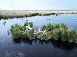 Численность Кудрявых Пеликанов В Алтайском Крае Растёт