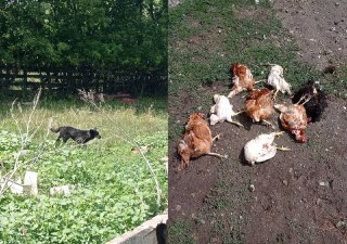 Собаки атакуют кур в Усть-Чарышской Пристани: жители в шоке