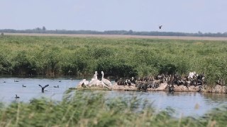 В Алтайском крае зафиксировано нашествие кудрявых пеликанов