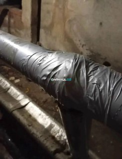 Земляные блохи атакуют жильцов дома на Северо-Западной улице